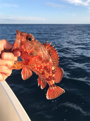 ライトジギング