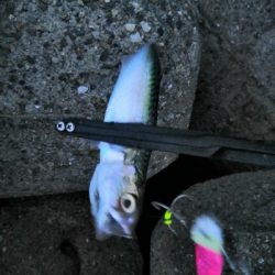 タコからの鯖祭り