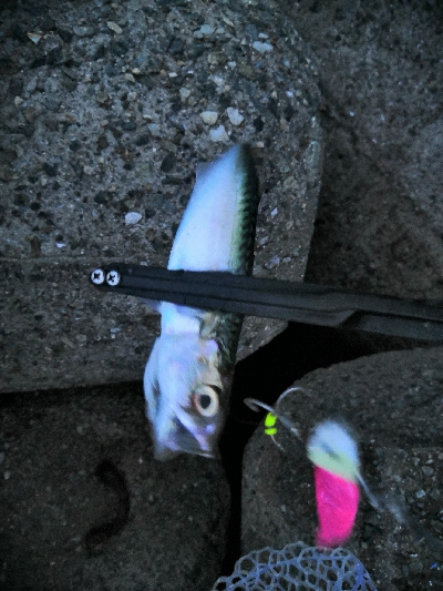 タコからの鯖祭り