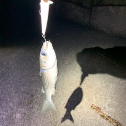 久しぶりの釣果