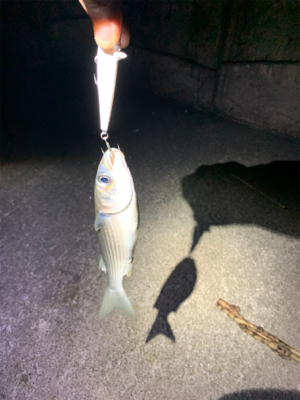 久しぶりの釣果