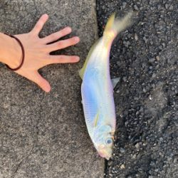 ひらひらひらひら