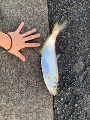 ひらひらひらひら