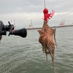 湾奥コスモ蛸最終戦。何とか4杯。。