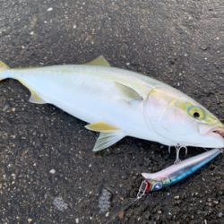 まさかの太刀魚とシオにツバスの3種釣り