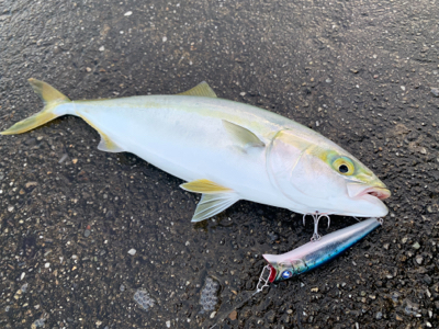 まさかの太刀魚とシオにツバスの3種釣り