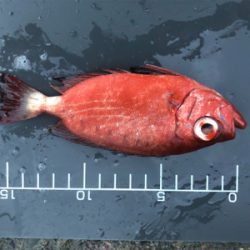 マアジはどこへ？