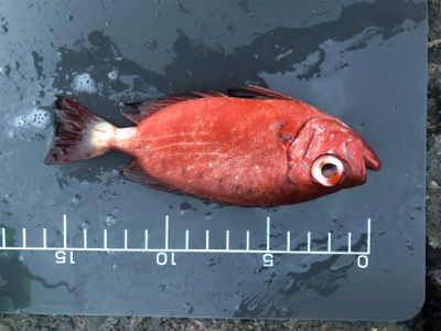 マアジはどこへ？