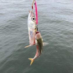 久々にショアジギ。無限に鯖。鯖。鯖。。。