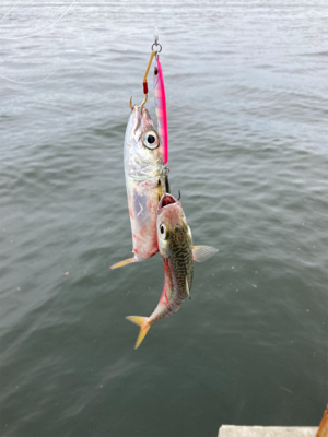 久々にショアジギ。無限に鯖。鯖。鯖。。。