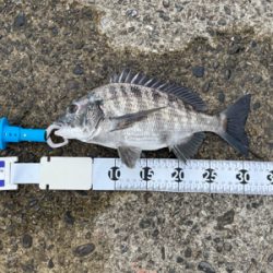 芳養でチヌ釣り