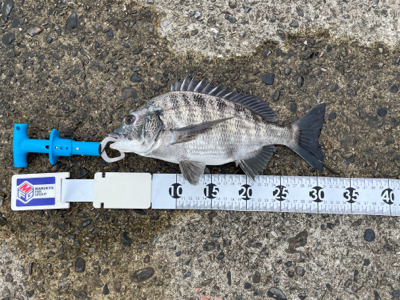 芳養でチヌ釣り