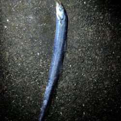 雨の中たくさん釣れた〜