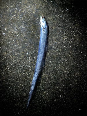 雨の中たくさん釣れた〜