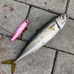 湾奥コスモは今朝も小鯖。小鯖。たまーに中鯖。