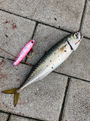 湾奥コスモは今朝も小鯖。小鯖。たまーに中鯖。