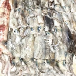 今年初アオリイカ釣行！