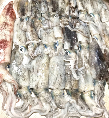 今年初アオリイカ釣行！