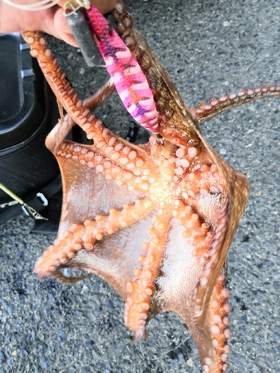 ラストスパートタコ2