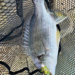 チニング チニング 難しいなー