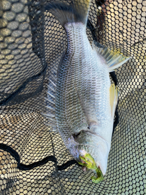 チニング チニング 難しいなー