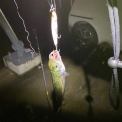 餌釣りでまさかの魚！