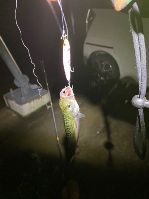餌釣りでまさかの魚！