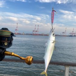 小鯖、たまに中鯖♾蛸は居なくもない状況。。