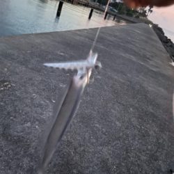 朝まづめのタチウオ釣り