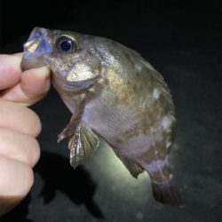 メバルが釣れました