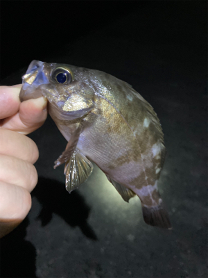 メバルが釣れました