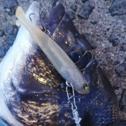 タチウオ乱舞な夜。