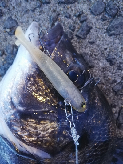 タチウオ乱舞な夜。