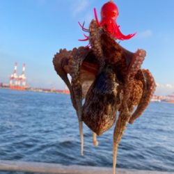 蛸はやっぱり居なくもない感じ。2杯。。