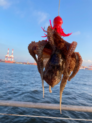 蛸はやっぱり居なくもない感じ。2杯。。