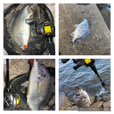 最河口でハマチが乱舞