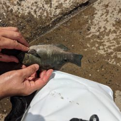 単身赴任後初釣り