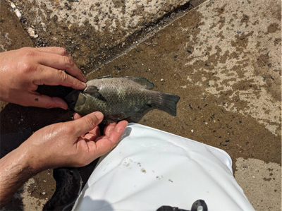 単身赴任後初釣り