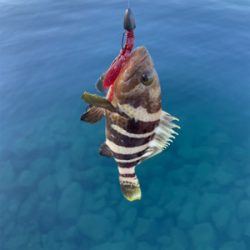 エギングとライトロック