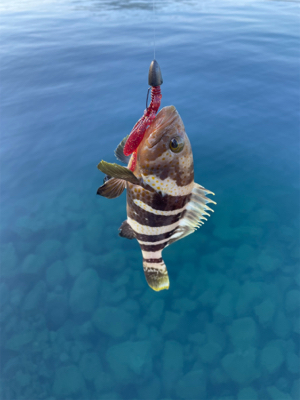 エギングとライトロック