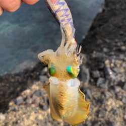 佐渡ヶ島 ハタゲーム&アオリ新子調査