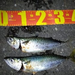 真っ昼間にも回遊有り