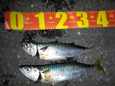 真っ昼間にも回遊有り