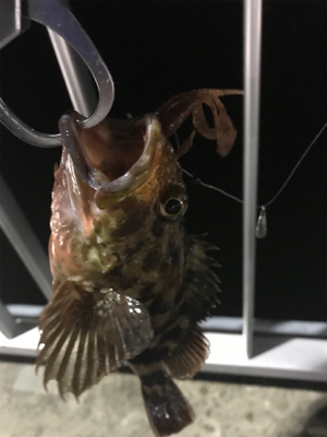 久しぶりのガシラ