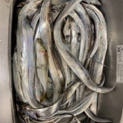 博多湾タチウオジギング