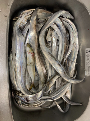 博多湾タチウオジギング