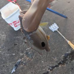 今日ボイルで挑戦