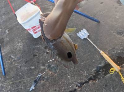 今日ボイルで挑戦