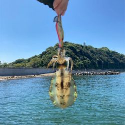 泉南秋イカスタート！！かもね