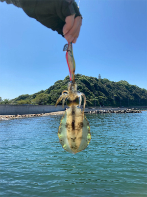 泉南秋イカスタート！！かもね